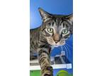 Adopt Kitaroo a All Black Domestic Shorthair / Domestic Shorthair / Mixed cat in