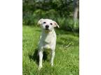 Adopt Crosby a White Terrier (Unknown Type, Small) / Mixed dog in Elkhorn