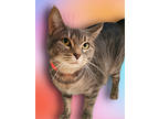 Adopt Becks a Gray or Blue Domestic Shorthair / Domestic Shorthair / Mixed cat