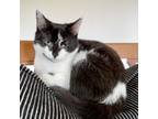 Adopt Tina a Domestic Shorthair / Mixed (short coat) cat in Hoover
