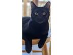 Adopt Duke a Domestic Mediumhair / Mixed (short coat) cat in Hoover
