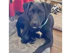 Adopt Kenya a Labrador Retriever / Mixed dog in Grand Bay, AL (38276355)