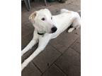 Adopt Marlon DFW a White Great Pyrenees / Mixed dog in Statewide, TX (38274922)