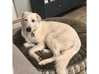 Adopt Marlon DFW a White Great Pyrenees / Mixed dog in Statewide, TX (38274922)