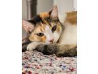 Adopt Cally a Orange or Red Domestic Shorthair / Domestic Shorthair / Mixed cat