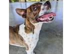 Adopt Bowie a Brown/Chocolate American Staffordshire Terrier / Mixed dog in