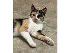 Adopt Phoebe a White Domestic Shorthair / Domestic Shorthair / Mixed cat in