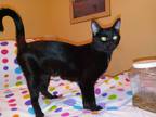 Adopt Jolene a Black (Mostly) Domestic Shorthair (short coat) cat in Columbus