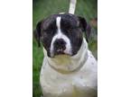 Adopt Meatball a American Bully