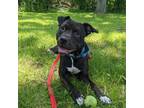 Adopt Olive a Black - with White Pit Bull Terrier / Mixed dog in Newburgh