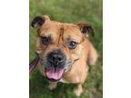Adopt Bugsy a Tan/Yellow/Fawn Boxer / Mixed dog in Newburgh, NY (38260836)