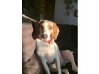 Adopt Bo a White - with Tan, Yellow or Fawn Treeing Walker Coonhound / Mixed dog