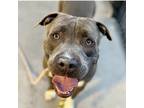 Adopt Tank/Astro a Gray/Silver/Salt & Pepper - with Black Pit Bull Terrier /