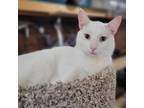 Adopt Lester a White Domestic Shorthair / Mixed cat in Rochester, MN (35898009)