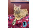 Adopt Zane a Orange or Red Domestic Shorthair / Domestic Shorthair / Mixed cat