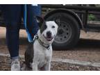 Adopt Hudson a Brindle Border Collie / Labrador Retriever dog in Boerne