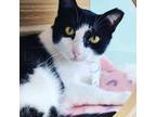 Adopt Kohl a Black & White or Tuxedo Domestic Shorthair (short coat) cat in