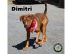 Adopt 23-05-1510 Dimitri a Pit Bull Terrier / Mixed dog in Dallas, GA (38185680)