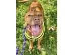 Adopt Ava a Brown/Chocolate Mixed Breed (Large) / Mixed dog in Munster