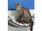 Adopt Zazu a Gray or Blue Domestic Shorthair / Mixed (short coat) cat in
