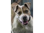 Adopt Ace a Tan/Yellow/Fawn - with White Boxer / Staffordshire Bull Terrier /