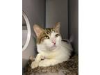 Adopt Romeo* a Domestic Shorthair / Mixed cat in Pomona, CA (38112762)