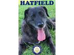 Adopt Hatfield a Black Labrador Retriever / Mixed dog in shelbyville