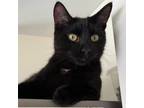 Adopt Sambo a All Black Domestic Shorthair / Mixed cat in Brighton