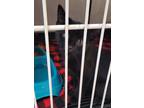 Adopt Midnight a All Black Domestic Shorthair / Domestic Shorthair / Mixed cat