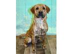 Adopt Echo K39 6/13/23 a Brown/Chocolate Hound (Unknown Type) / Mixed dog in San