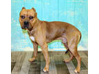 Adopt Dune K33 5/29/23 a Red/Golden/Orange/Chestnut American Pit Bull Terrier /