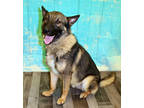 Adopt Burberry K2 5/25/23 a Brown/Chocolate German Shepherd Dog / Mixed dog in