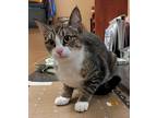 Adopt Autumn a Gray, Blue or Silver Tabby Domestic Shorthair (short coat) cat in