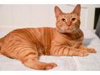 Adopt Nelson a Orange or Red Tabby Domestic Shorthair (short coat) cat in