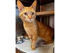 Adopt Nelson a Orange or Red Tabby Domestic Shorthair (short coat) cat in