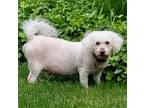 Adopt Baxter a Poodle (Standard) / Mixed dog in Warren, MI (38139299)