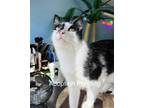Adopt Cayenne of the Spice Clan a Domestic Shorthair / Mixed (short coat) cat in