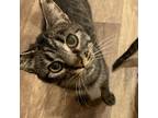 Adopt Flapdoodle a Brown or Chocolate Domestic Shorthair / Mixed cat in