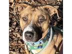 Adopt Haven a Pit Bull Terrier / Mixed dog in Troy, VA (38048366)
