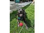 Adopt Bear 2 a Black Labrador Retriever dog in San Diego, CA (38071733)