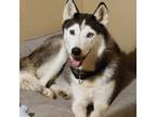 Adopt Mola a Black Husky / Mixed dog in Edinburg, TX (38149141)