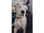 Adopt Brie a White - with Black Pit Bull Terrier / Dalmatian / Mixed dog in