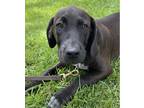 Adopt Perth a Black - with White Labrador Retriever / Mixed dog in Carlisle