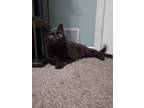 Adopt Bond a All Black Bombay (short coat) cat in Westland, MI (38259892)