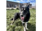Adopt 80781 Chief a Black Alaskan Malamute / Mixed dog in Spanish Fork