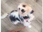 Adopt Wyatt a Tricolor (Tan/Brown & Black & White) Terrier (Unknown Type