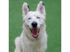 Adopt Snowball a White Husky / Mixed dog in Burlingame, CA (38285103)