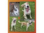 Adopt Lila a Labrador Retriever / Border Collie / Mixed dog in Longview