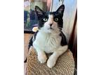 Adopt Peep a Black & White or Tuxedo Domestic Shorthair / Mixed cat in Tucson