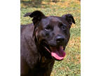 Adopt Moose a Black Mixed Breed (Large) / Mixed dog in Leander, TX (38241906)